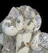 Hoploscaphites Ammonite Cluster with Baculites - South Dakota #60247-3